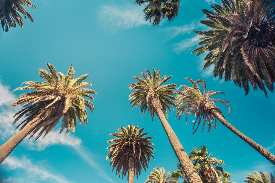 Palm Trees and a clear sky